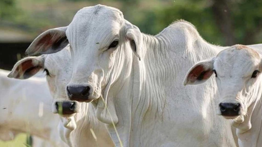 কোরবানির ঈদে ভারত থেকে গরু আমদানির অনুমতি নিয়ে যা জানাল মন্ত্রণালয়