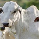 কোরবানির ঈদে ভারত থেকে গরু আমদানির অনুমতি নিয়ে যা জানাল মন্ত্রণালয়