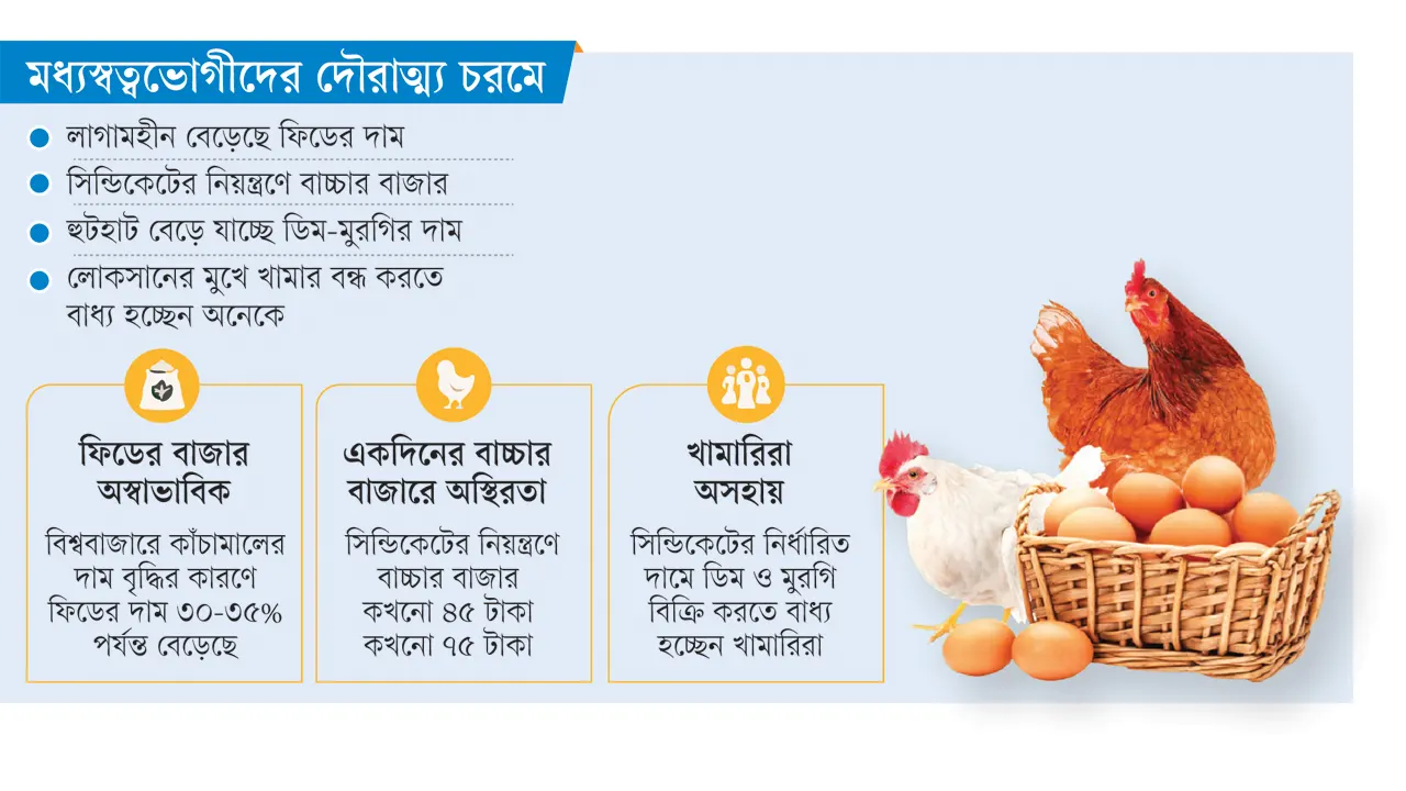 নজরদারির অভাবে বিপর্যস্ত খামারি: পোলট্রি খাত