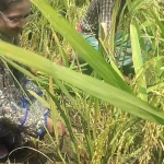কৃষকদের সঙ্গে ধান কাটলেন ডা. প্রিয়াঙ্কা