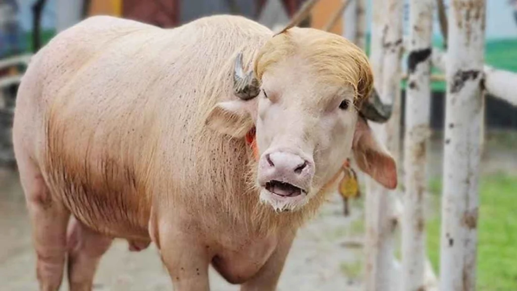 ‘ডোনাল্ড ট্রাম্প’ এখন কেরানীগঞ্জের থানায়