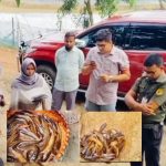 বিষাক্ত রং মিশিয়ে দেশি মাগুর বলে বিক্রি