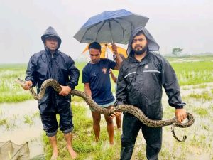 হাইল হাওরে জেলে জালে অজগর