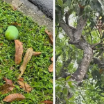 যে দেশে পড়ে থাকা আম কুড়োলেই গুনতে হয় ৫ লাখ টাকা জরিমানা!