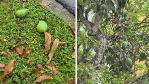 যে দেশে পড়ে থাকা আম কুড়োলেই গুনতে হয় ৫ লাখ টাকা জরিমানা!